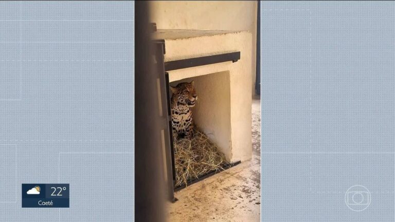 Onça-pintada Maya Retorna ao Zoológico de BH: A História de Superação da Felina