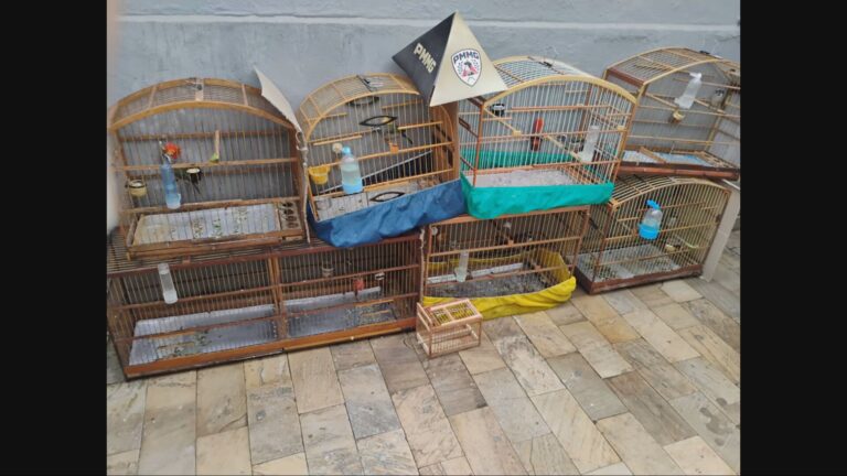 Operação da PM Prende 13 e Apreende 175 Aves Silvestres em Belo Horizonte