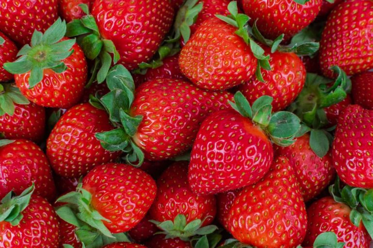Crescimento Acelerado das Importações de Morango Congelado do Egito Preocupa Produtores Brasileiros Crescimento Acelerado das Importações de Morango Congelado do Egito Preocupa Produtores Brasileiros
