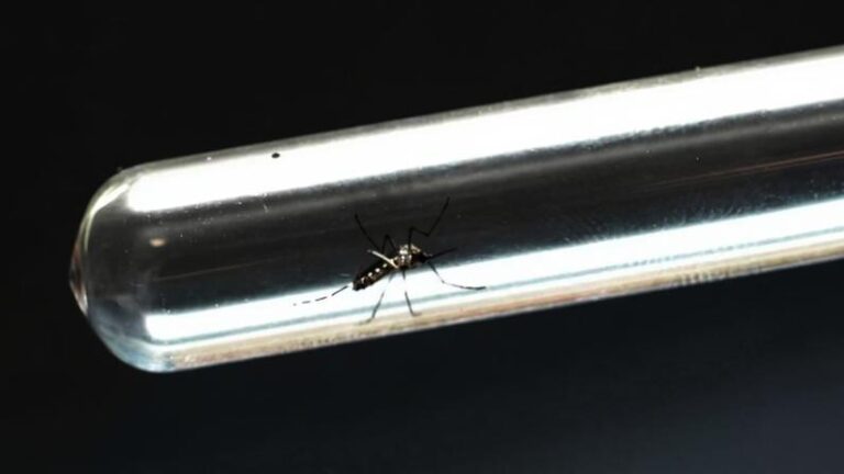 Dengue em Minas Gerais: Casos Aumentam 6,9% em Uma Semana, Totalizando Mais de 20 Mil