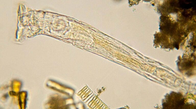 Verme Zumbi de 24 Mil Anos é Reanimado e Retoma Reprodução em Laboratório