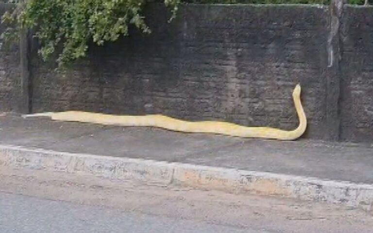 Cobra Píton: O Gigante das Serpentes e Seus Riscos Ambientais