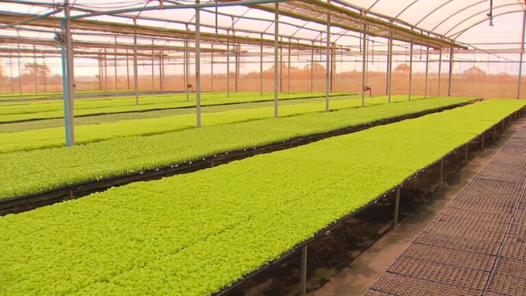 Como a Tecnologia e Gestão Revolucionam o Agronegócio no Noroeste Paulista