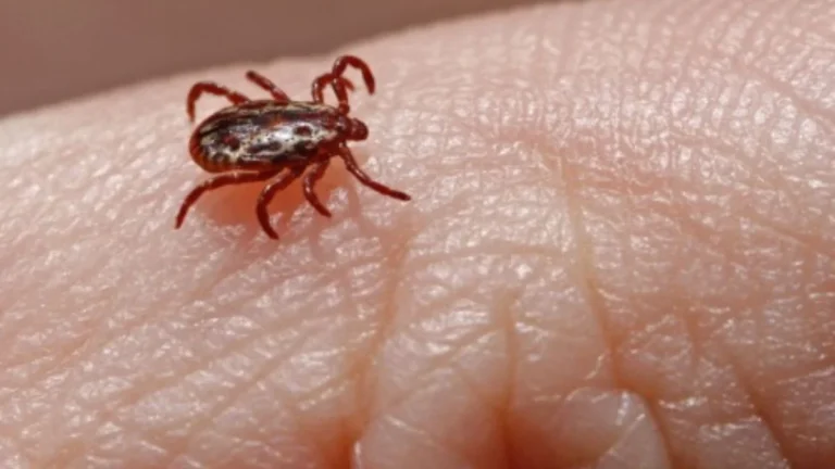 Febre maculosa causa três mortes em Jeceaba e preocupa saúde pública em Minas Gerais