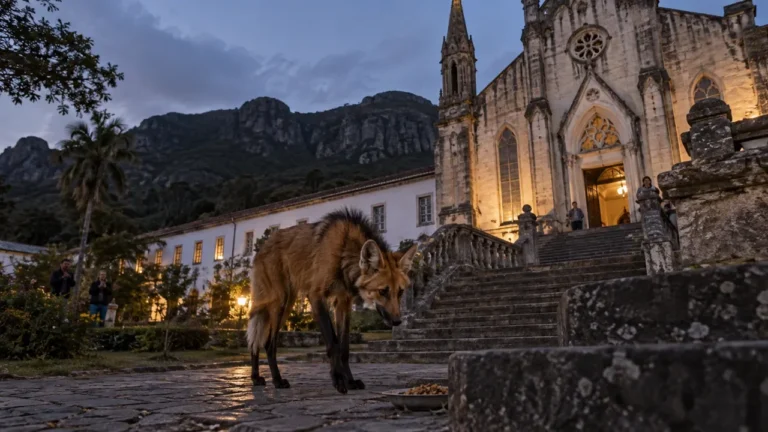 Lobos-guarás encantam com jantar noturno na escadaria histórica de igreja em Minas Gerais