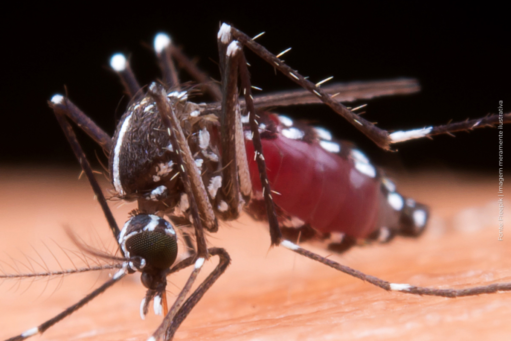 Dengue em Minas Gerais: Estudo Revela Detalhes do Surto de 2024