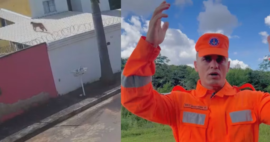 Aparição de Onça-Parda em Esmeraldas: Bombeiros Alerta População da Grande BH