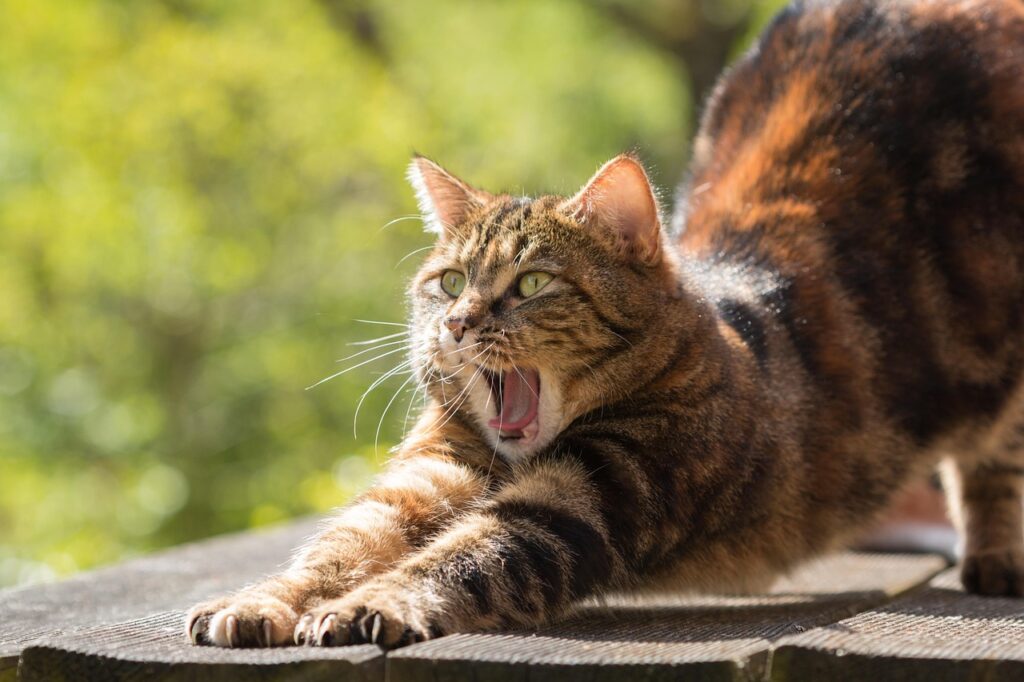 Os Segredos por trás da Capacidade dos Gatos em Cair em Pé Os Segredos por trás da Capacidade dos Gatos em Cair em Pé
