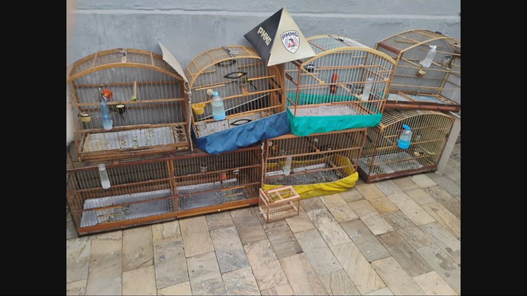 Polícia Militar Desmantela Quadrilha de Tráfico de Aves Silvestres em BH