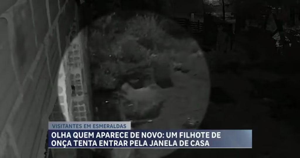 Onça é Vista Novamente em Quintal de Casa em Esmeraldas, na Grande BH