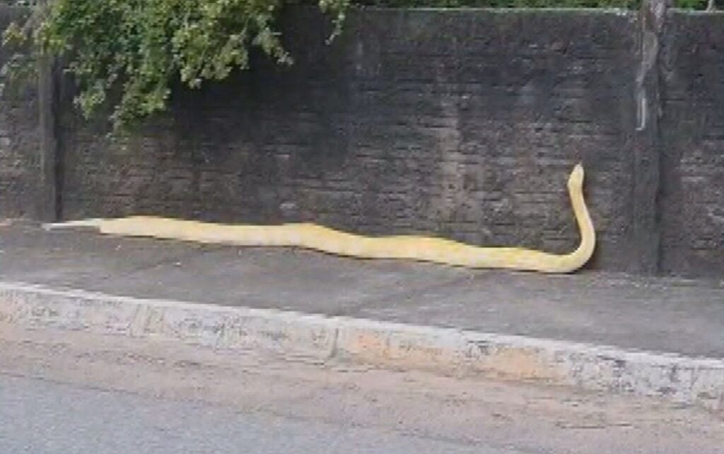 Cobra Píton: Conheça a Maior Serpente do Mundo e Seu Impacto no Brasil