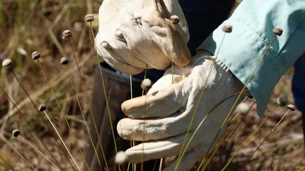 Redescoberta de Plantas Extintas em Minas Gerais Revela Riqueza dos Campos Rupestres
