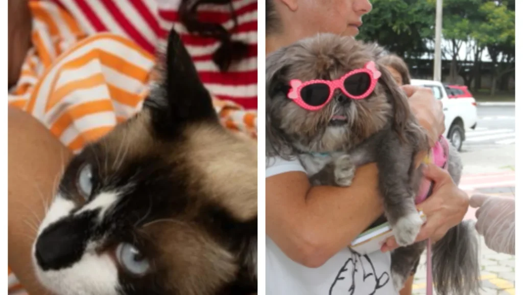 Semana D de vacinação contra a raiva reforça proteção para cães e gatos em Contagem