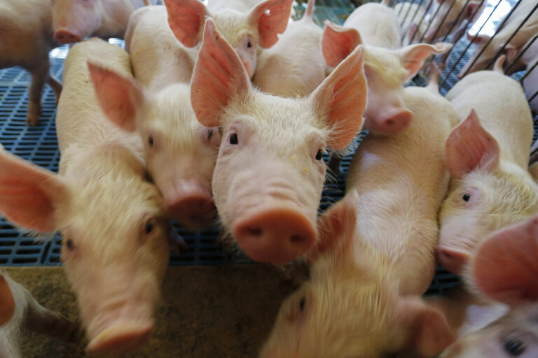 China Avança na Industrialização da Suinocultura, Mas Enfrenta Risco de Superprodução