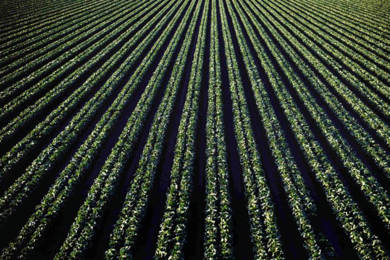 Financiamento do Agronegócio: Títulos Privados Superam R$ 1,4 Trilhão com Crescimento de 18% Financiamento do Agronegócio: Títulos Privados Superam R$ 1,4 Trilhão com Crescimento de 18%