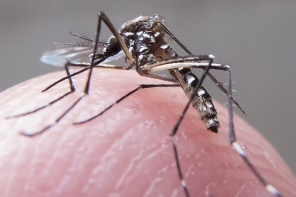 Pernambuco Registra Nove Morte por Dengue em 2025: Um Alerta para a Saúde Pública Pernambuco Registra Nove Morte por Dengue em 2025: Um Alerta para a Saúde Pública