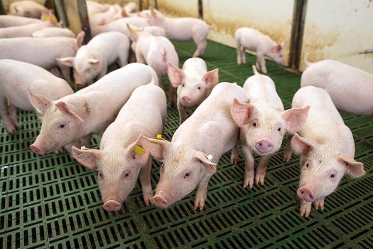 Suinocultura: Expectativas de Crescimento em 2026 após um 2025 Promissor Suinocultura: Expectativas de Crescimento em 2026 após um 2025 Promissor