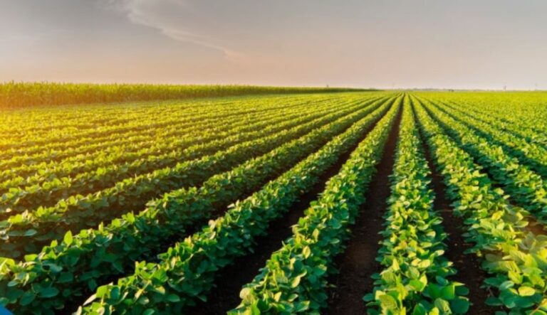 Verão 2025/26: Expectativas Favoráveis para o Agronegócio Brasileiro