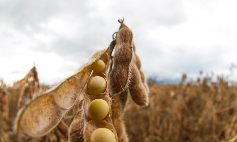 Agronegócio em 2026: Gestão Eficiente é Essencial em Cenário de Juros Altos