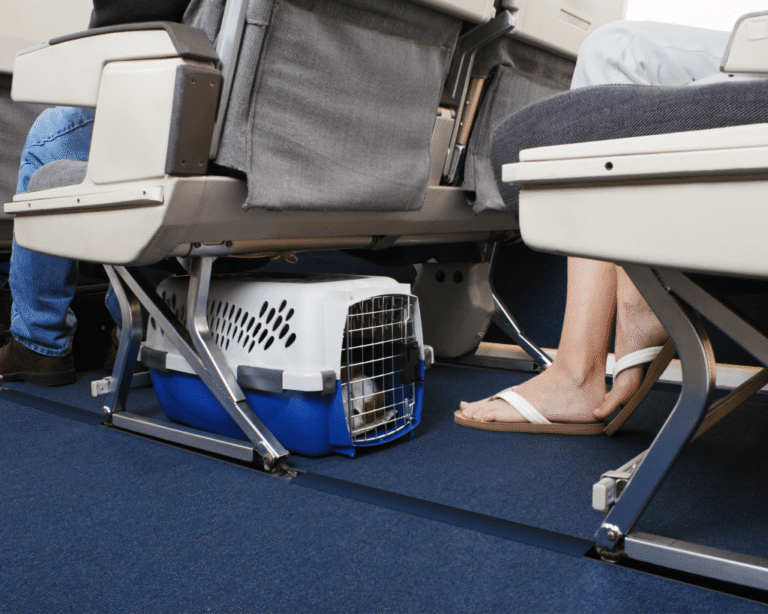 Crescimento do Transporte de Pets: Azul Transportou 70 Mil Animais em 2025