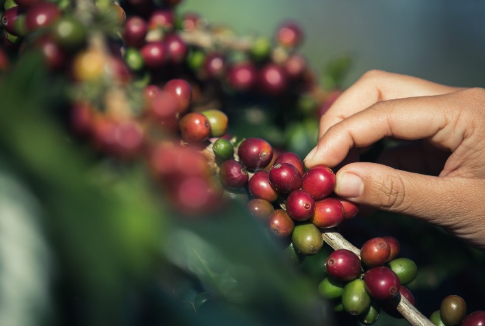 Irrigação Pós-Colheita: O Segredo para Aumentar a Produtividade do Cafeeiro Irrigação Pós-Colheita: O Segredo para Aumentar a Produtividade do Cafeeiro