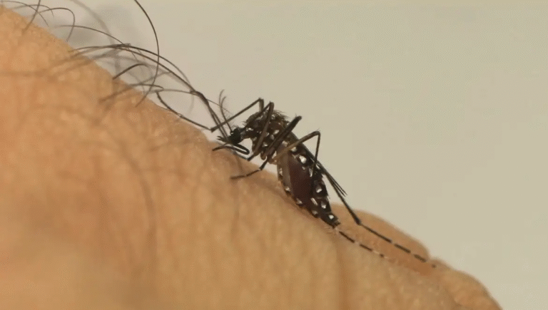 Pernambuco Registra Décima Morte por Dengue e Mais de 12 Mil Casos Confirmados
