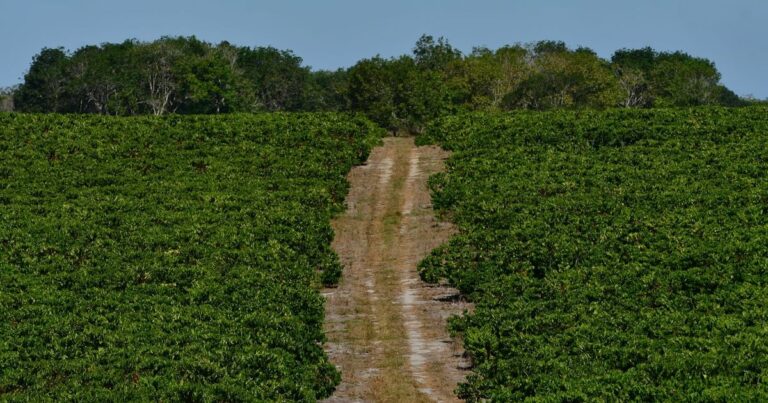 Preço do Hectare no Espírito Santo: Um dos Mais Elevados do Brasil Preço do Hectare no Espírito Santo: Um dos Mais Elevados do Brasil