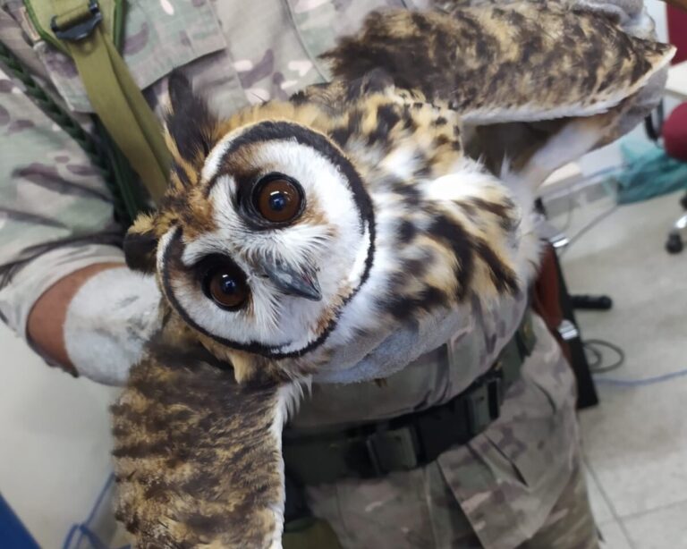 Prefeitura de Quatis Resgata e Liberta Mais de 20 Espécies de Animais Silvestres em 2025