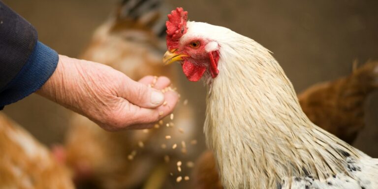 Microplásticos na Avicultura: Um Perigo Silencioso para a Saúde Animal e Segurança Alimentar