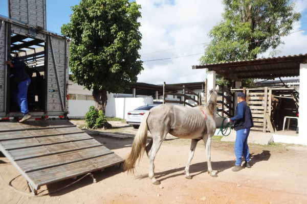 Seis Cavalos Resgatados em Operação Contra Maus-Tratos no Recife Seis Cavalos Resgatados em Operação Contra Maus-Tratos no Recife