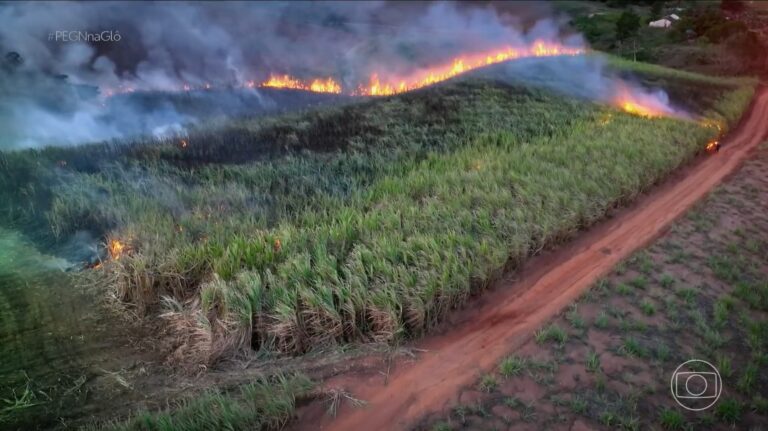 Gel de Algas: Inovação Brasileira Combate Incêndios com Eficiência