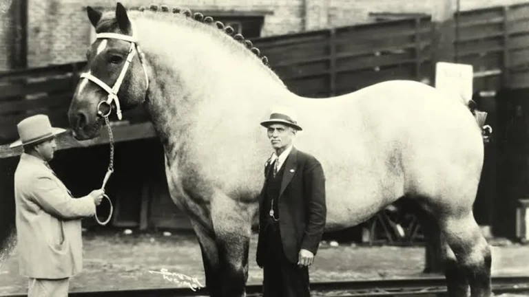 Sampson: O Maior Cavalo da História com 2,19 Metros de Altura e Mais de 1,5 Tonelada