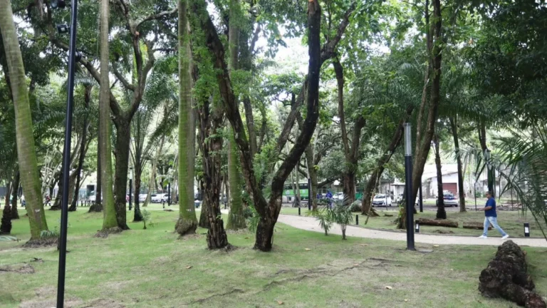 Tecnologia de Perfuração Revoluciona Avaliação de Árvores no Recife