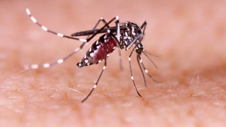 Sétima morte por dengue em Pernambuco evidencia avanço da doença e aumento dos casos