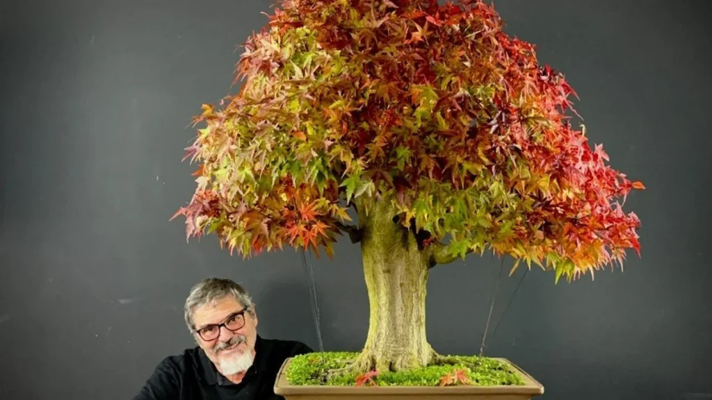 Curitiba Sedia o Maior Evento de Bonsai do Brasil com Mestres Internacionais