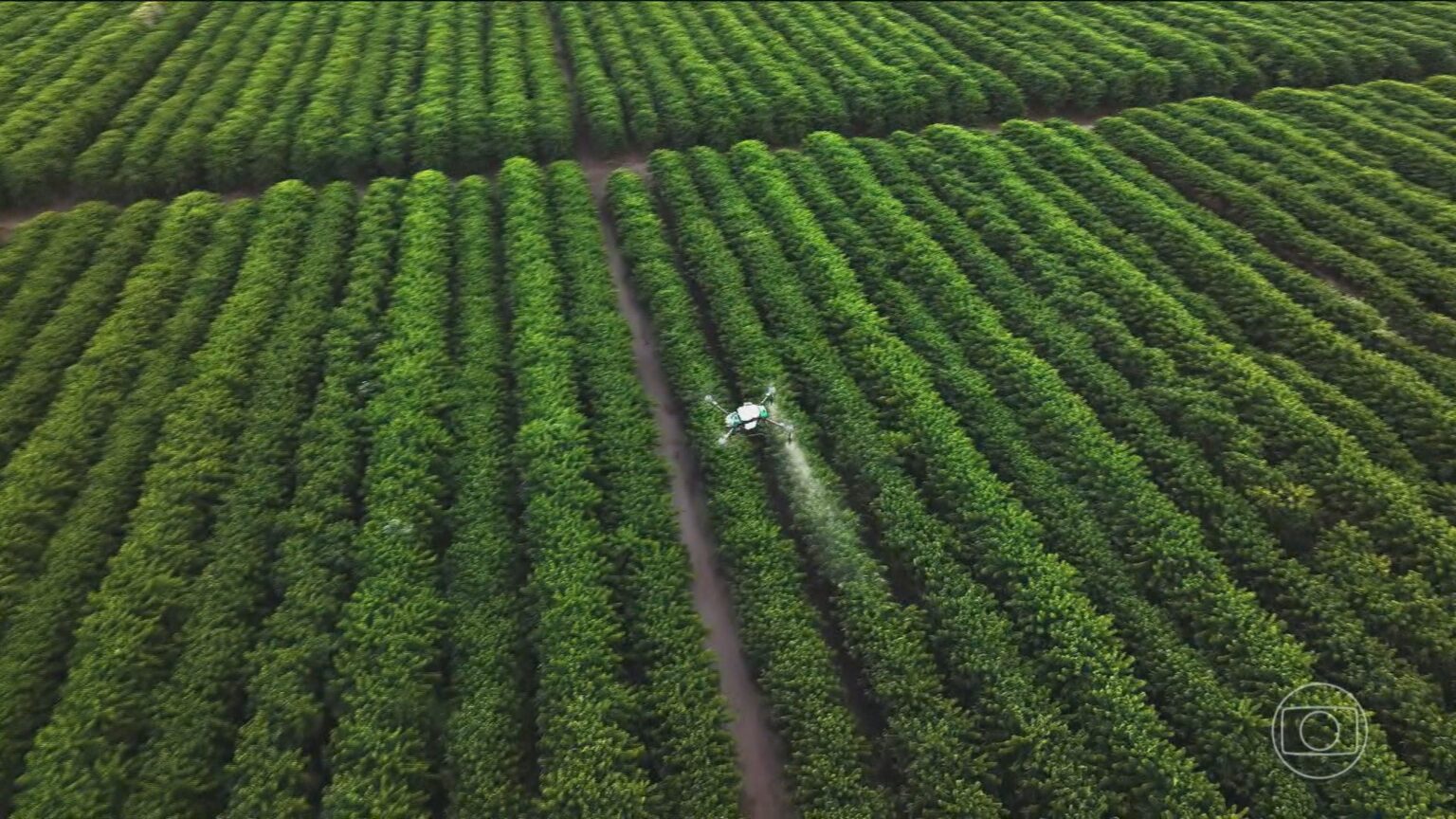 Mudanças Climáticas: A Revolução Genética e Tecnológica no Cultivo do Café no Brasil Imagem do artigo