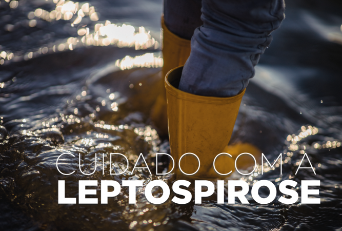 Alerta de Saúde: Risco de Leptospirose Aumenta Após Chuvas no Paraná Alerta de Saúde: Risco de Leptospirose Aumenta Após Chuvas no Paraná