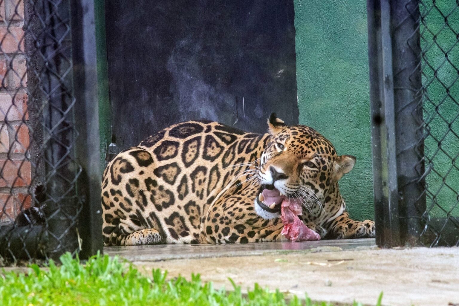 Horário de Funcionamento do Zoológico de Curitiba no Fim de Ano: Tudo Que Você Precisa Saber