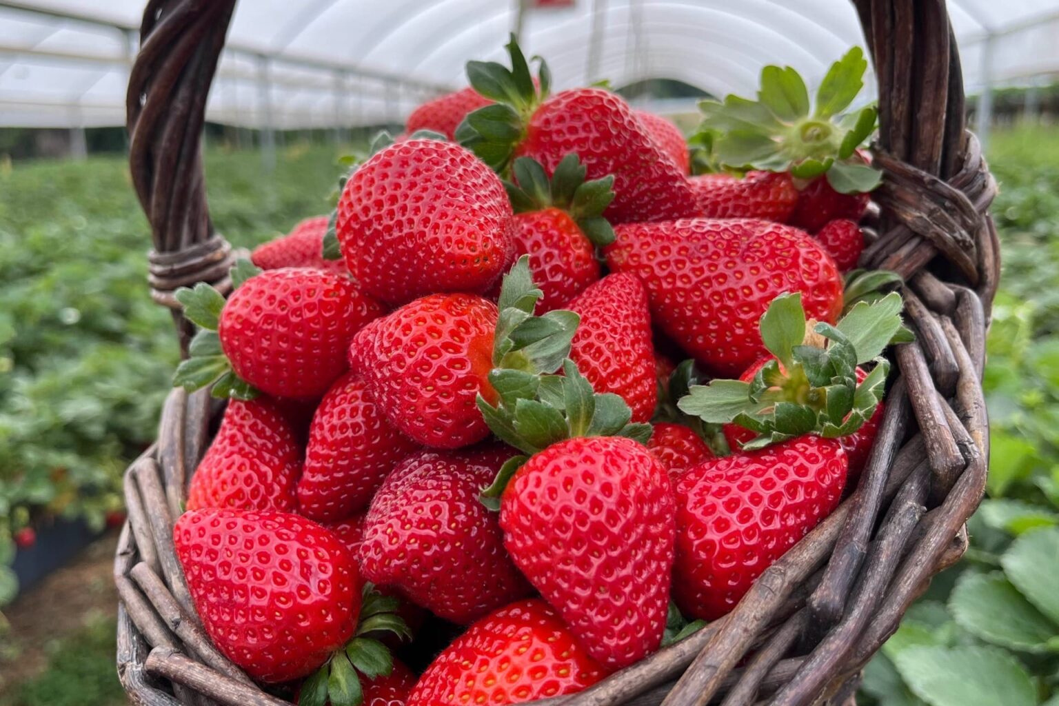Rota do Morango: Paraná aposta no turismo rural para valorizar o cultivo de morangos Rota do Morango: Paraná aposta no turismo rural para valorizar o cultivo de morangos