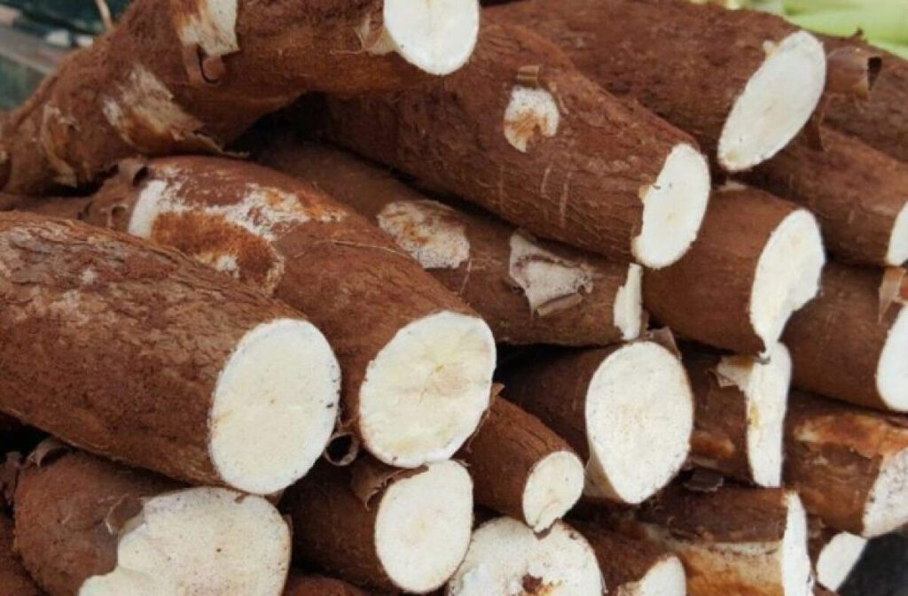Mandioca: Aumento da Produção Pressiona Rentabilidade em 2025 Mandioca: Aumento da Produção Pressiona Rentabilidade em 2025