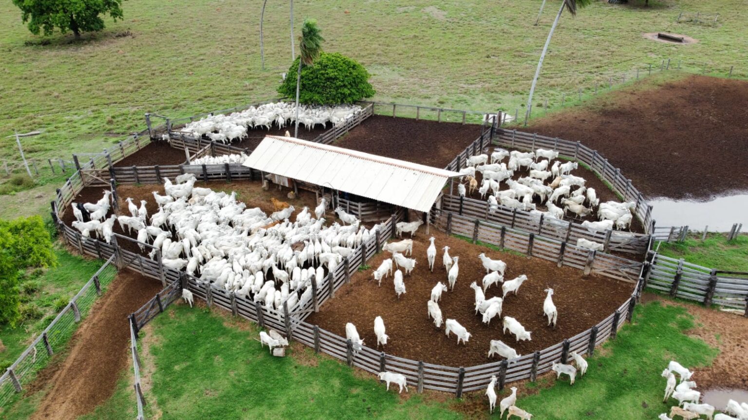 Mato Grosso Lidera Brasil com 31,6 Milhões de Bovinos em 2025
