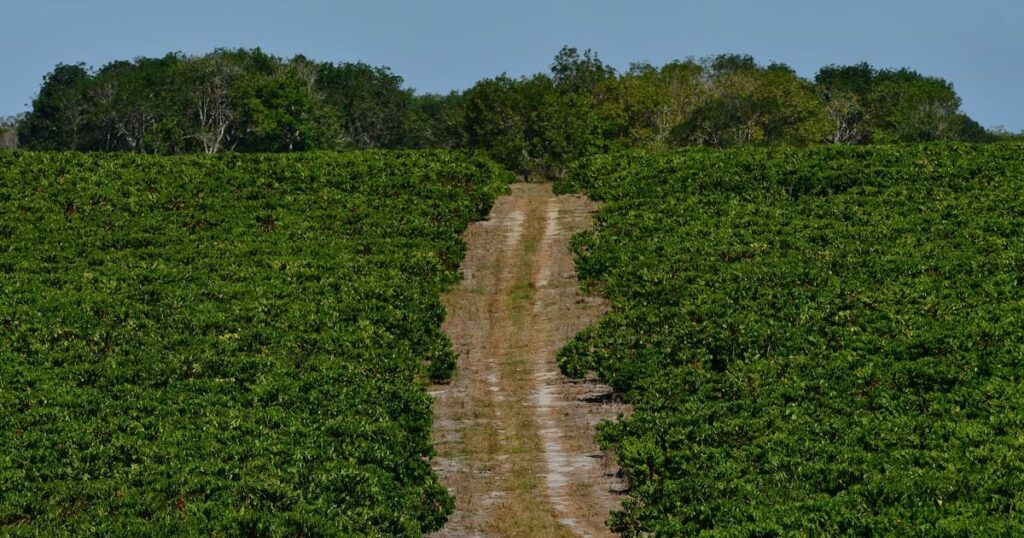 Preço do Hectare no Espírito Santo: Um dos Mais Altos do Brasil Preço do Hectare no Espírito Santo: Um dos Mais Altos do Brasil