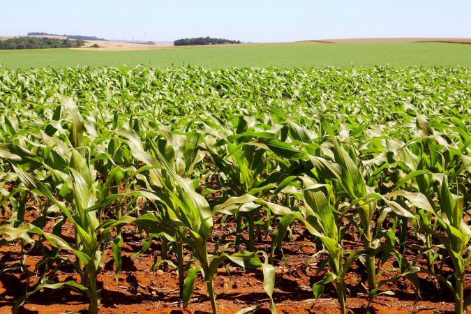 Soja e Milho Avançam no Paraná Apesar do Calor Intenso e Chuvas Irregulares Soja e Milho Avançam no Paraná Apesar do Calor Intenso e Chuvas Irregulares