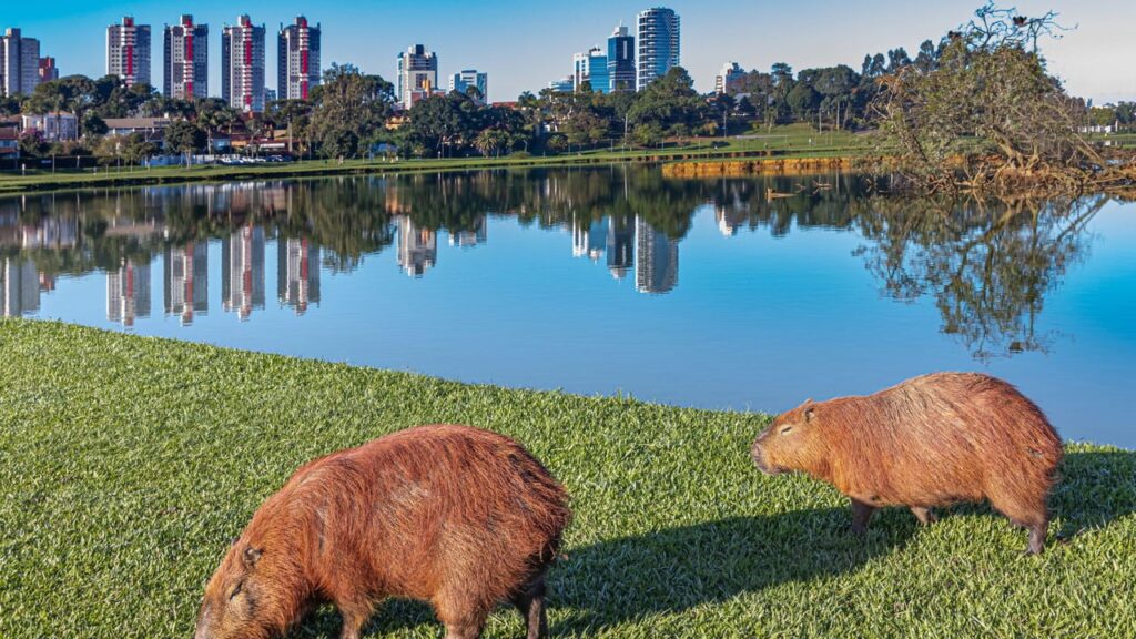 Descubra por que Curitiba é o sonho de consumo dos brasileiros: clima perfeito e qualidade de vida Descubra por que Curitiba é o sonho de consumo dos brasileiros: clima perfeito e qualidade de vida