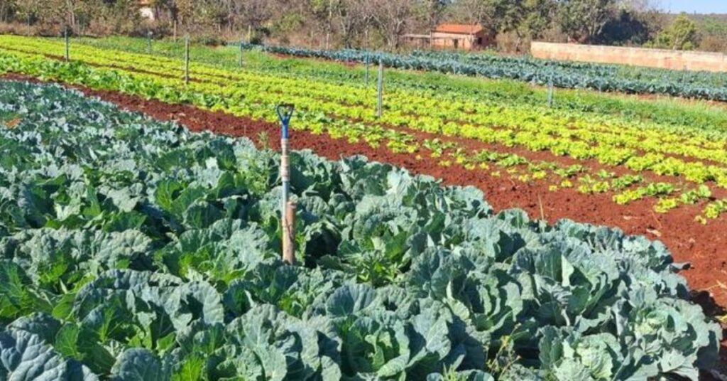 Dicas da Emater-MG para Cultivar uma Horta Doméstica Produtiva Dicas da Emater-MG para Cultivar uma Horta Doméstica Produtiva