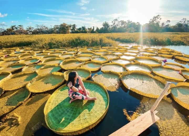 Gastronomia nas Palafitas: Atrações Imperdíveis no Igarapé-Açu Gastronomia nas Palafitas: Atrações Imperdíveis no Igarapé-Açu