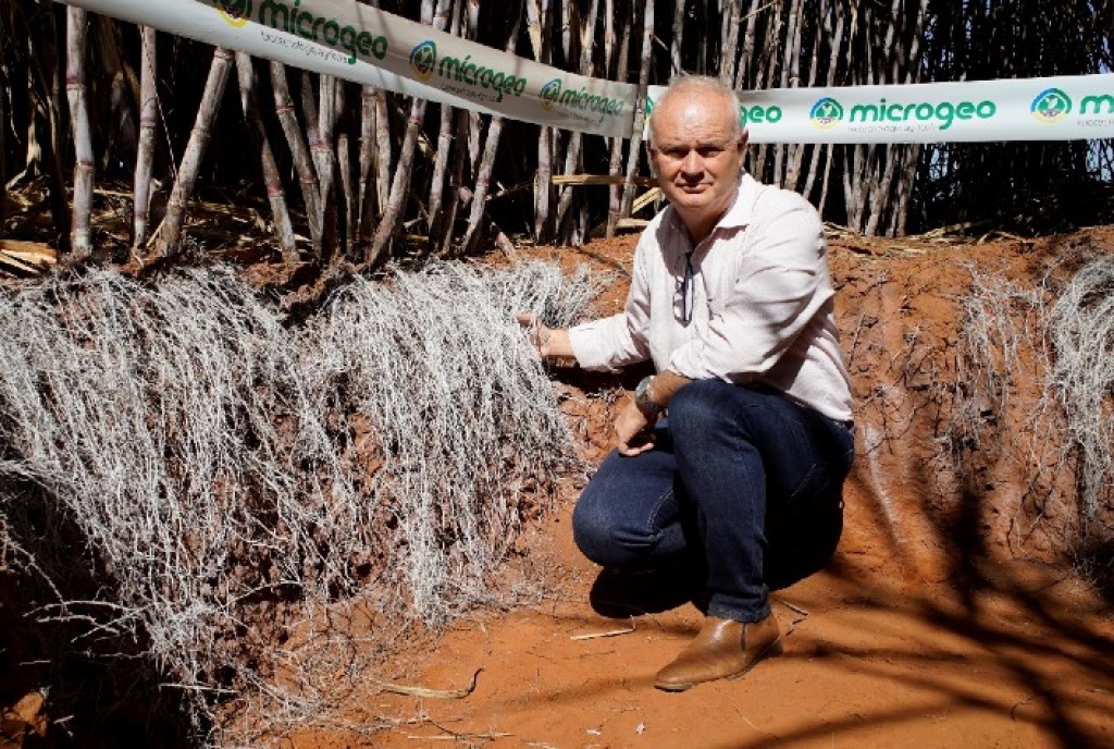Manejo Microbiológico do Solo Impulsiona Produtividade da Cana-de-Açúcar: Superando 160 t/ha Manejo Microbiológico do Solo Impulsiona Produtividade da Cana-de-Açúcar: Superando 160 t/ha