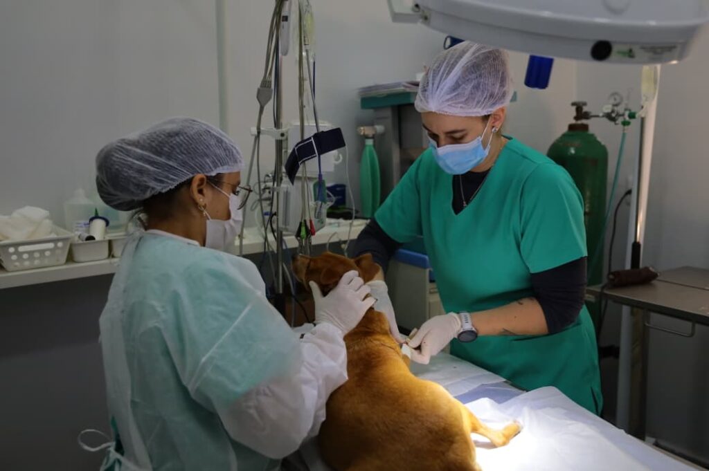 PATA Ultrapassa 3,1 Mil Procedimentos e Fortalece Bem-Estar Animal em Aparecida PATA Ultrapassa 3,1 Mil Procedimentos e Fortalece Bem-Estar Animal em Aparecida