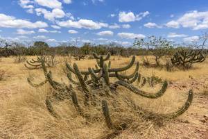 Senado Avalia Alterações da Câmara na Política de Recuperação da Caatinga Senado Avalia Alterações da Câmara na Política de Recuperação da Caatinga