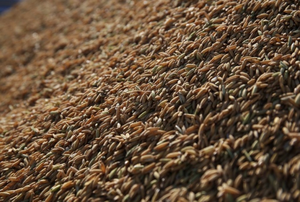 Federarroz Orienta Produtores sobre PEP e Pepro para Safra de Arroz 2026 Federarroz Orienta Produtores sobre PEP e Pepro para Safra de Arroz 2026